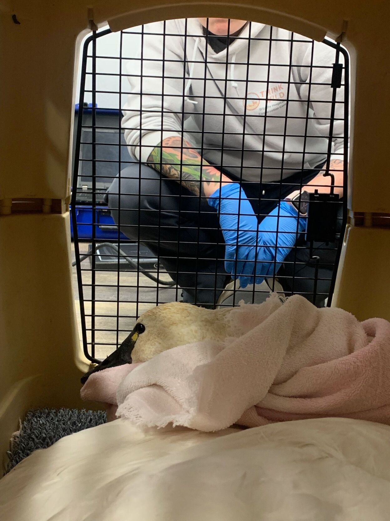 Tundra Swan in kennel rescued by Think Wild Nov 2022.jpeg